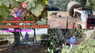 Haciendo trabajo de poda y lavado de presionponiendo pasto a las borregas [upl. by Namya812]