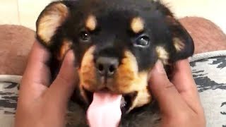 Funny Dogs 😂 Cute Dogs Playing Part 1 Funny Pets [upl. by Petulia]