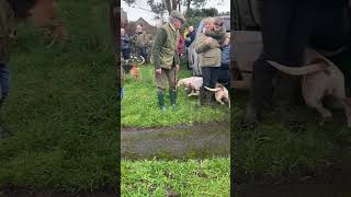 Mendip Farmers Hunt  hunt servant hits hound [upl. by Ramgad]