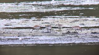 Bonte Strandlopers foerageren  Achtereinds Laag 1102024 [upl. by Etnaed]