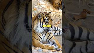 GG33 Explains Tiger Traits In Astrology [upl. by Lanod]