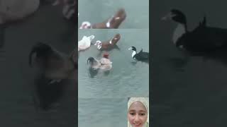 Dia Mengira Dirinya Bebek  Anak Ayam Ini Berenang Mengikuti Anak Bebek Itu 😢 [upl. by Llahsram]