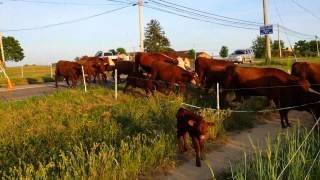 Vitality Pastures  Cattle Crossing The Road [upl. by Ylam833]