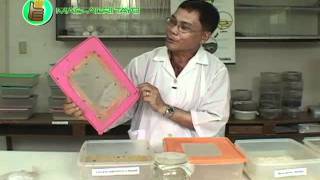 How to Mass Produce Trichogramma for Natural Pest Control [upl. by Mcnelly964]