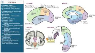 Neuroanatomy Cerebrum [upl. by Latsyk266]