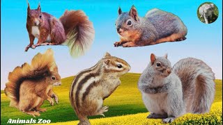 Squirrel sounds and what they meanAnimal sounds  Animals Moments [upl. by Llehctim]