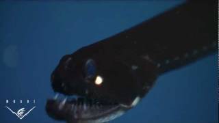 Eerie critters from the deep sea BIG TEETH [upl. by Asserat]