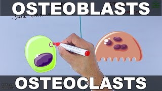 Osteoblasts vs Osteoclasts [upl. by Biancha843]