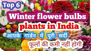 Top 6 winter flower bulbs plants in indiawinter flowers plantbulbsplantswinterfloweringplants [upl. by Faletti319]