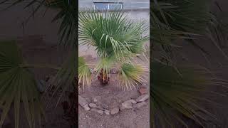 Washingtonia filifera palm trees 1152024 [upl. by Downall]