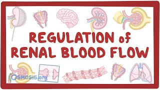 Regulation of Renal Blood Flow [upl. by Gonsalve]