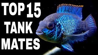 Top 15 Tank Mates For Electric Blue Acara Cichlid [upl. by Leribag]