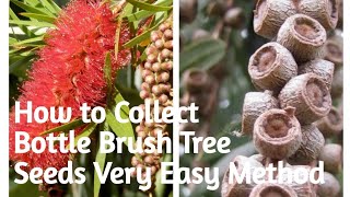 🌷22  How to Collect amp Sow Very Hardy Bottle Brush Tree Seeds Very Easy Method [upl. by Mollee34]