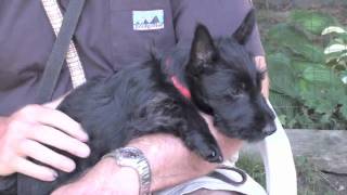 Mattie the Scottish Terrier puppy at 10 weeks [upl. by Kolosick]