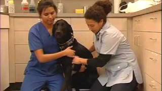 How to Use Furminator  Dog LazyPaw Animal Hospitals [upl. by Amehr]