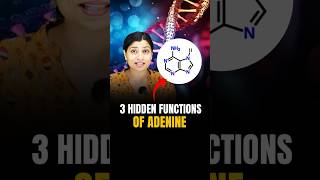 3 Hidden functions of Adenine neetbiology neet2024 riturattewal neet [upl. by Rekrap]