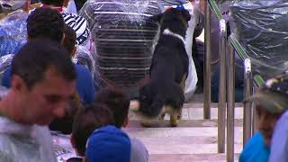 Torcedor com um cachorro na arquibancada do Morumbi [upl. by Eelame]