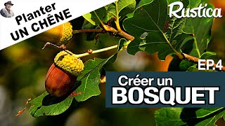 Créer un bosquet – 4  Planter un chêne [upl. by Saum824]