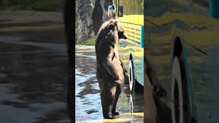 The black bear asked tourist for food [upl. by Sundberg]