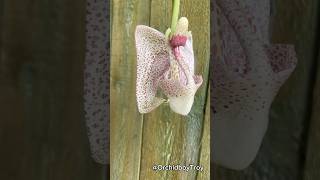 My Peruvian bucket orchid blooms for the 1st time Coryanthes macrocorys 🌺 coryanthes orchids [upl. by Veta]