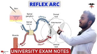 Reflex Arc  CNS Physiology  MBBS  Nursing  BDS  BMLT Lecture [upl. by Koziel]