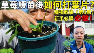 草莓缓苗后需要打叶子吗？什么程度打？怎么打？打叶必学3个口诀！一看就会！（第5期）【手艺人飞羽】 [upl. by Nordin]