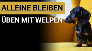 🐕🐶 WELPE ALLEINE BLEIBEN ÜBEN ➡️ Stephanie Salostowitz ➡️ So klappts 🐕🐶✔️ [upl. by Peatroy]