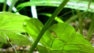 Brazilian Pennywort Pearling [upl. by Anawat987]