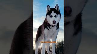 😮 La historia del Husky Siberiano perros huskysiberiano [upl. by Anitsyrk643]