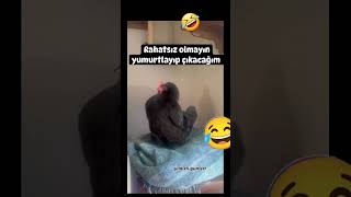 🤦‍♂️😂 Şimdi bu yumurta organik mi oluyor 😂 [upl. by Maunsell848]