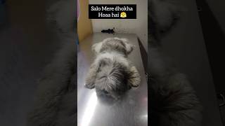 Salo mere sath dokha 😤kiya hai 😤doglovers comedy dog dogs youtubeshorts shorts [upl. by Redliw]