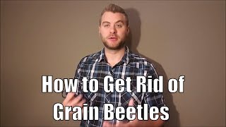 A few easy tips for how to get rid of grain beetles [upl. by Sixel]