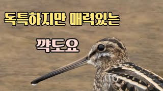 이름부터 독특하지만 매력있는 꺅도요 A unique but attractive Common Snipe with a unique name [upl. by Caine]