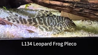 L134 Leopard Frog Plecos [upl. by Denna]