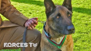 Hero Dog Gets Victoria Cross For Saving SBS Troops In Afghanistan  Forces TV [upl. by Eurd]