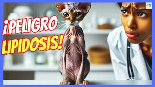 🔴 LIPIDOSIS HEPÁTICA EN GATOS CAUSAS SÍNTOMAS Y TRATAMIENTO 🔴 [upl. by Ahtreb]