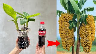 TECHNIQUES for propagating and stimulating banana plants to produce many buds on one stem cocacola [upl. by Lucho]