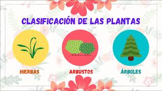 LAS PLANTAS Y SU CLASIFICACIÓN [upl. by Moreville]