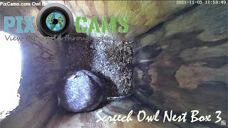 PixCamscom Owl Box 3 Live Stream [upl. by Eenaj]