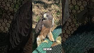 Red tail hawk facts birdfacts wildlife nature [upl. by Follmer]