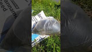 Releasing carp fish seeds in pond 🐟🐟🐟 shorts trending viralshorts fishfarming fishseed carp [upl. by Denn]