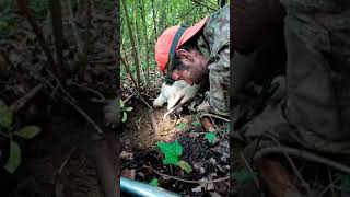 Andare a Tartufi che AVVENTURA la MAGIA della cerca del TartufoBianco con il Lagotto Romagnolo [upl. by Enyale]