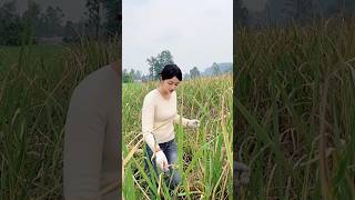 The stem of this grass is edible [upl. by Fabi]