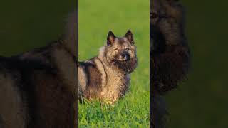 💙🐶Discovering the Fluffy Delight of the Keeshond❤️🐾 Dog Dogs Dogfacts Keeshond keeshonds [upl. by Norraf]