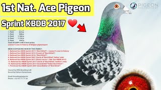 Racing Pigeon Belgium  Best Kittel Champion of Champions [upl. by Charbonnier]