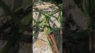 A mix between a green grasshopper and a brown locust Locusta migratoria migratoria [upl. by Ydnal]