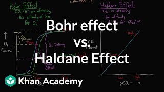 Bohr effect vs Haldane effect  Human anatomy and physiology  Health amp Medicine  Khan Academy [upl. by Trotter221]