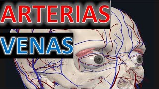 Arterias y Venas del Ojo Anatomia FACIL [upl. by Enidaj614]