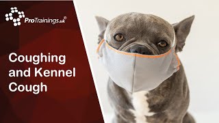 Coughing and Kennel Cough [upl. by Nyraa]