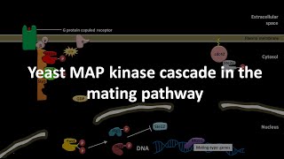 Yeast MAP kinase cascade in the mating pathway [upl. by Cristie]